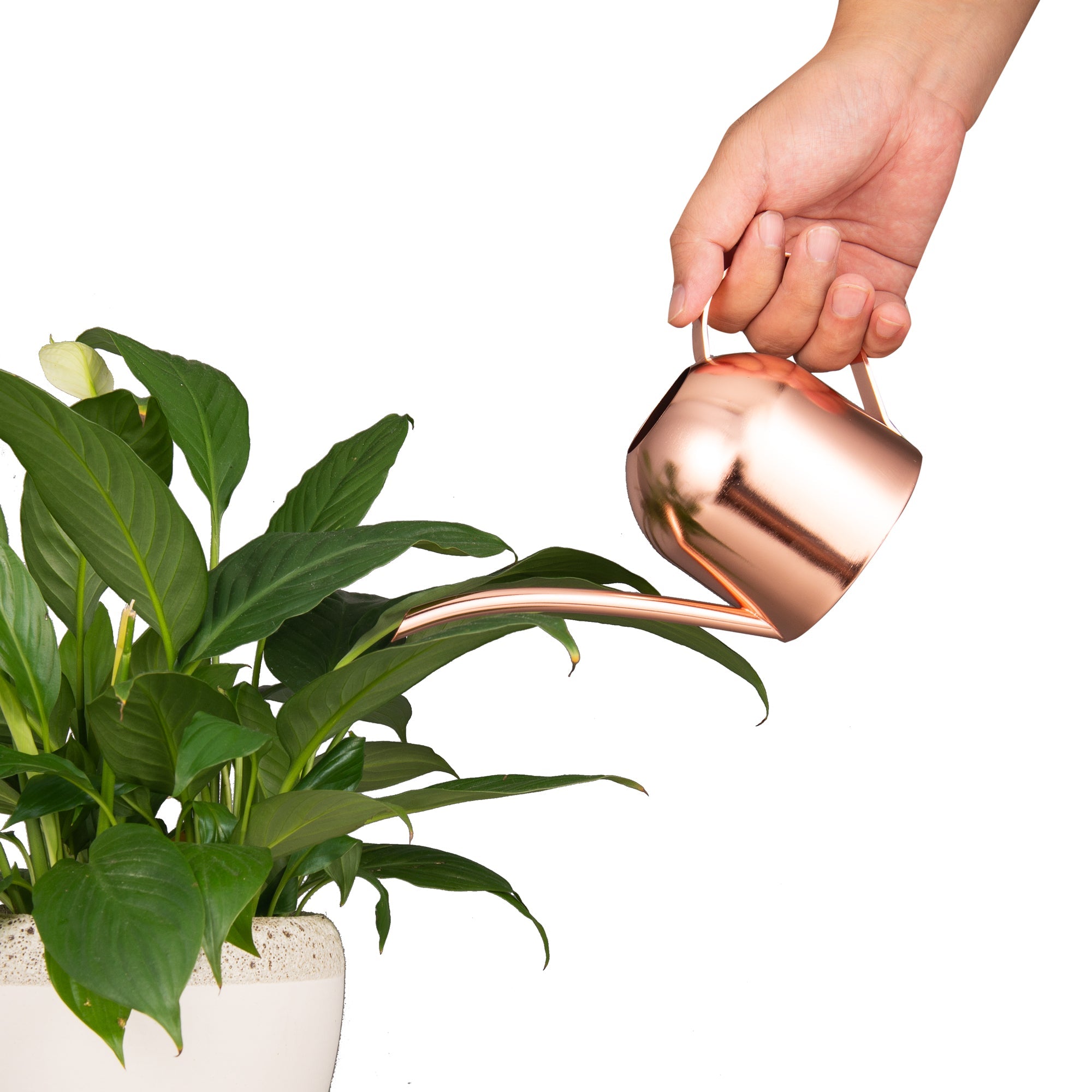 Watering Can House Watering Can for Indoor Plants Orchid Bonsai Desk Office Stainless Steel Watering Can with Long Spout, 15Oz/450Ml