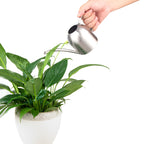 Watering Can House Watering Can for Indoor Plants Orchid Bonsai Desk Office Stainless Steel Watering Can with Long Spout, 15Oz/450Ml