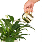 Watering Can House Watering Can for Indoor Plants Orchid Bonsai Desk Office Stainless Steel Watering Can with Long Spout, 15Oz/450Ml