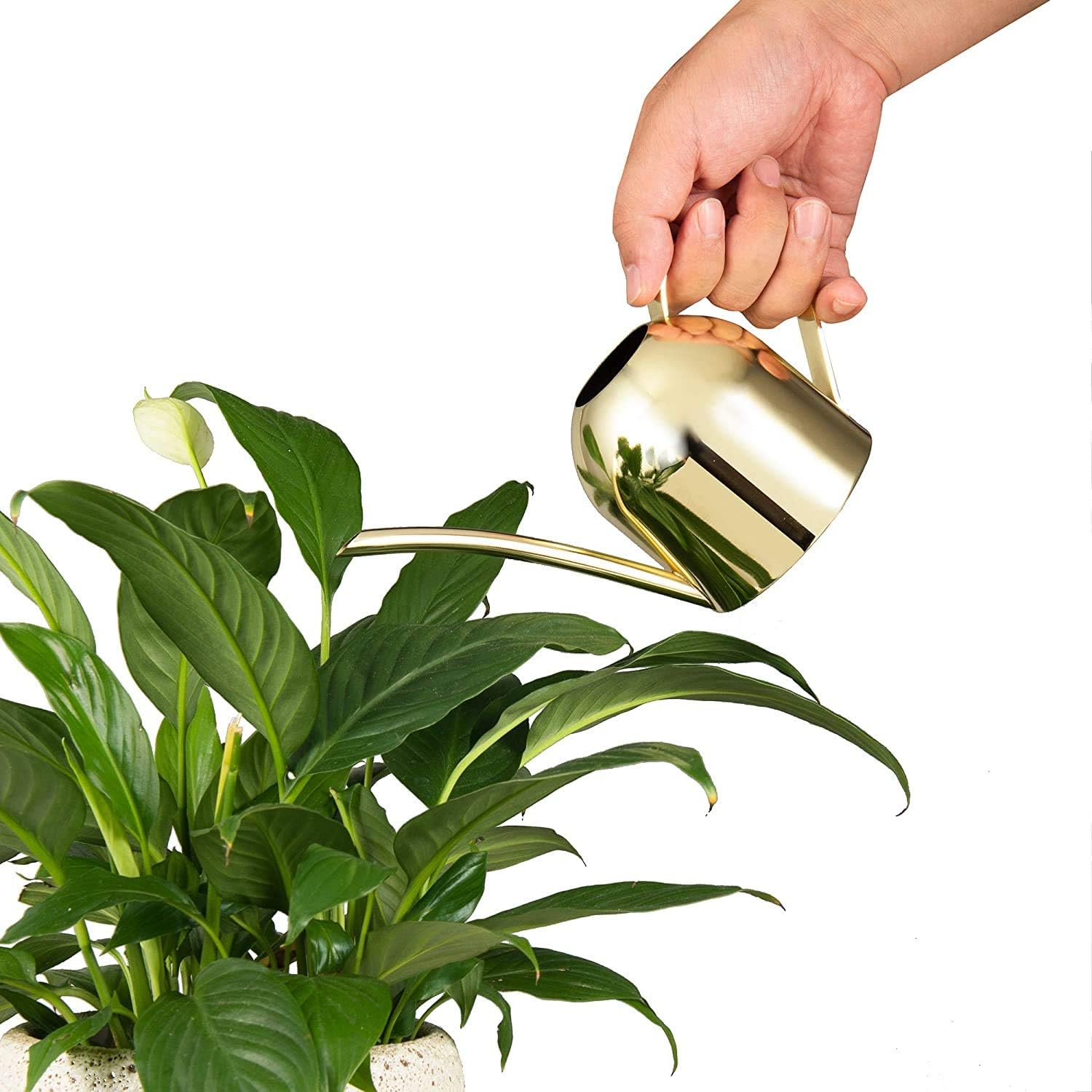 Watering Can House Watering Can for Indoor Plants Orchid Bonsai Desk Office Stainless Steel Watering Can with Long Spout, 15Oz/450Ml